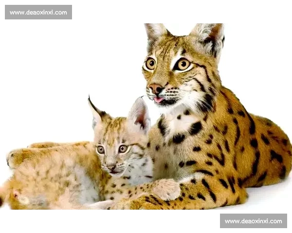 狼与山猫的生存对决揭示荒野力量与智慧的终极较量背后的自然法则